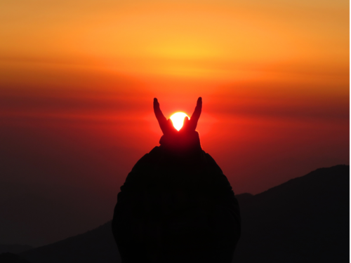 find the elephant optical illusion